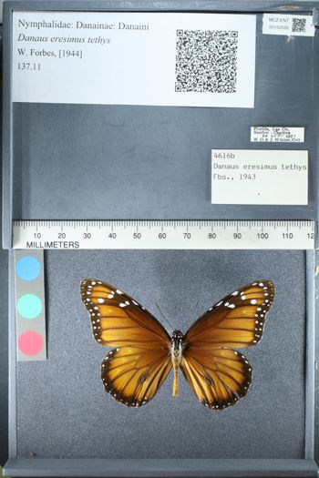 Media type: image;   Entomology 152526